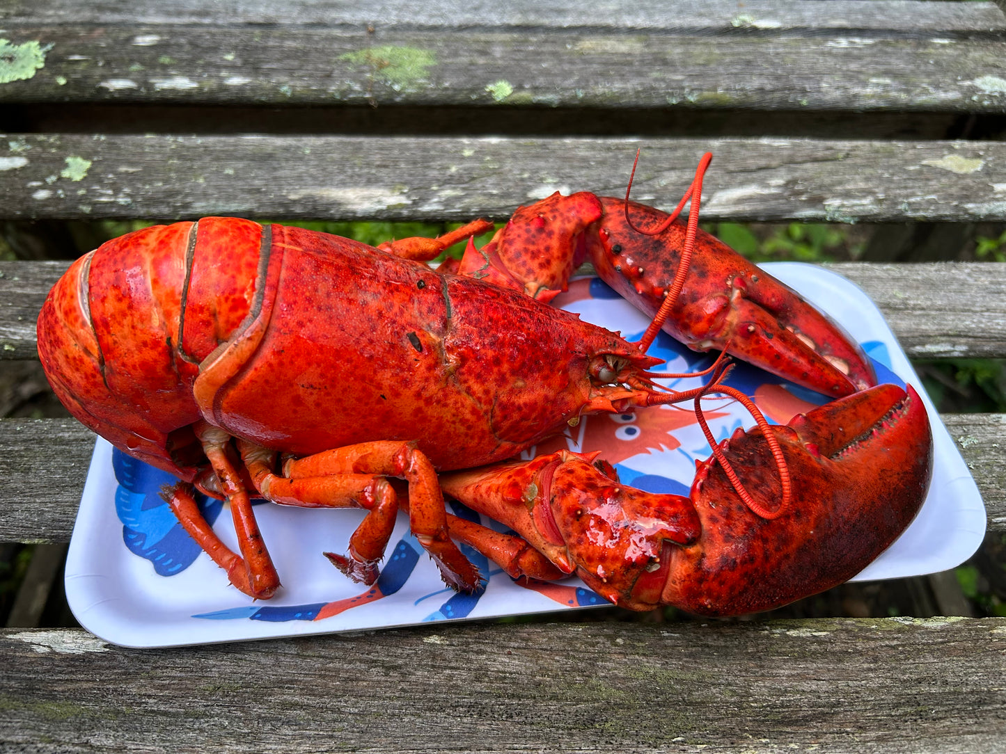 Small Tray: Nautical Maine Lobsters
